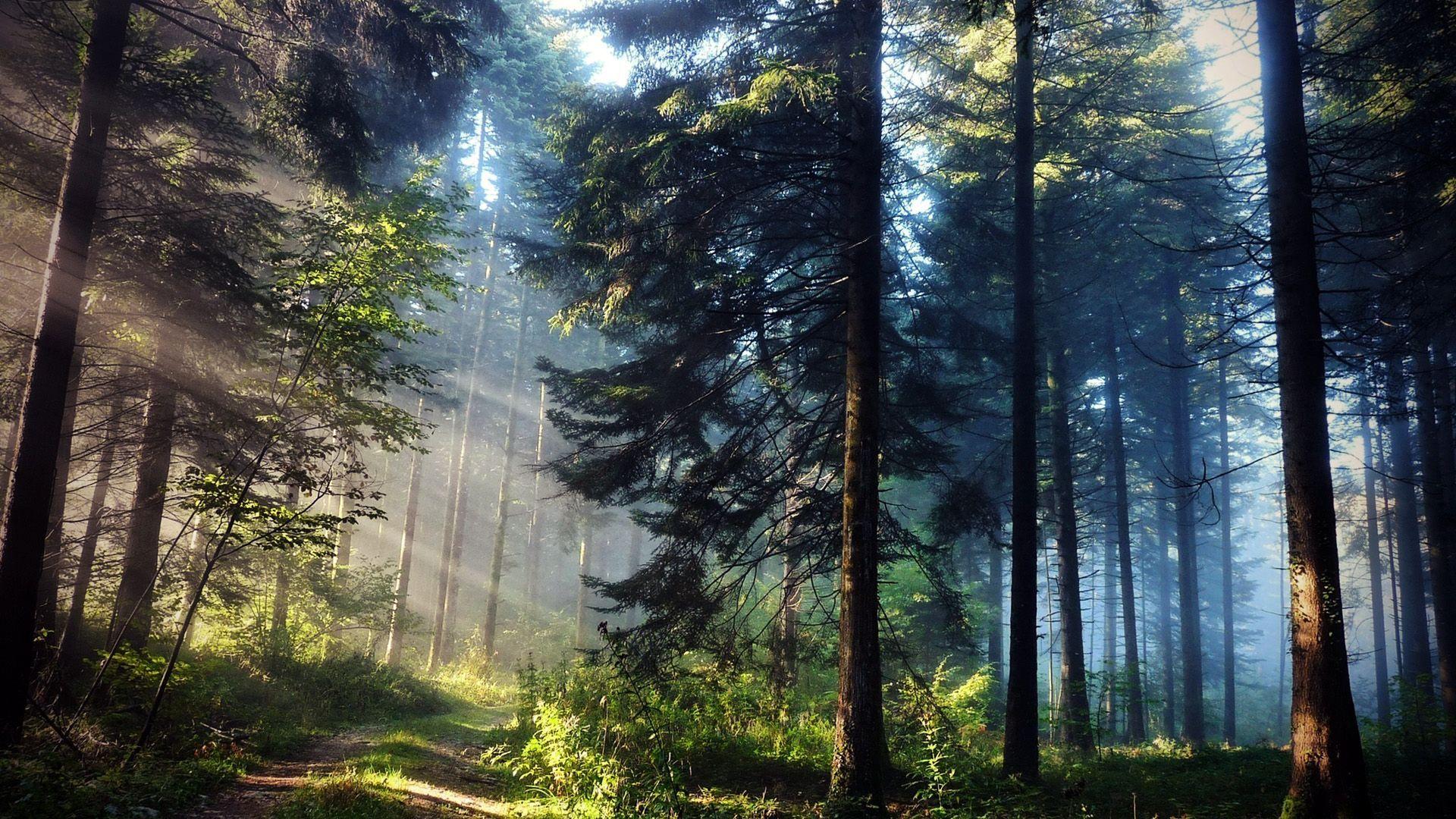 Tree equity American forests