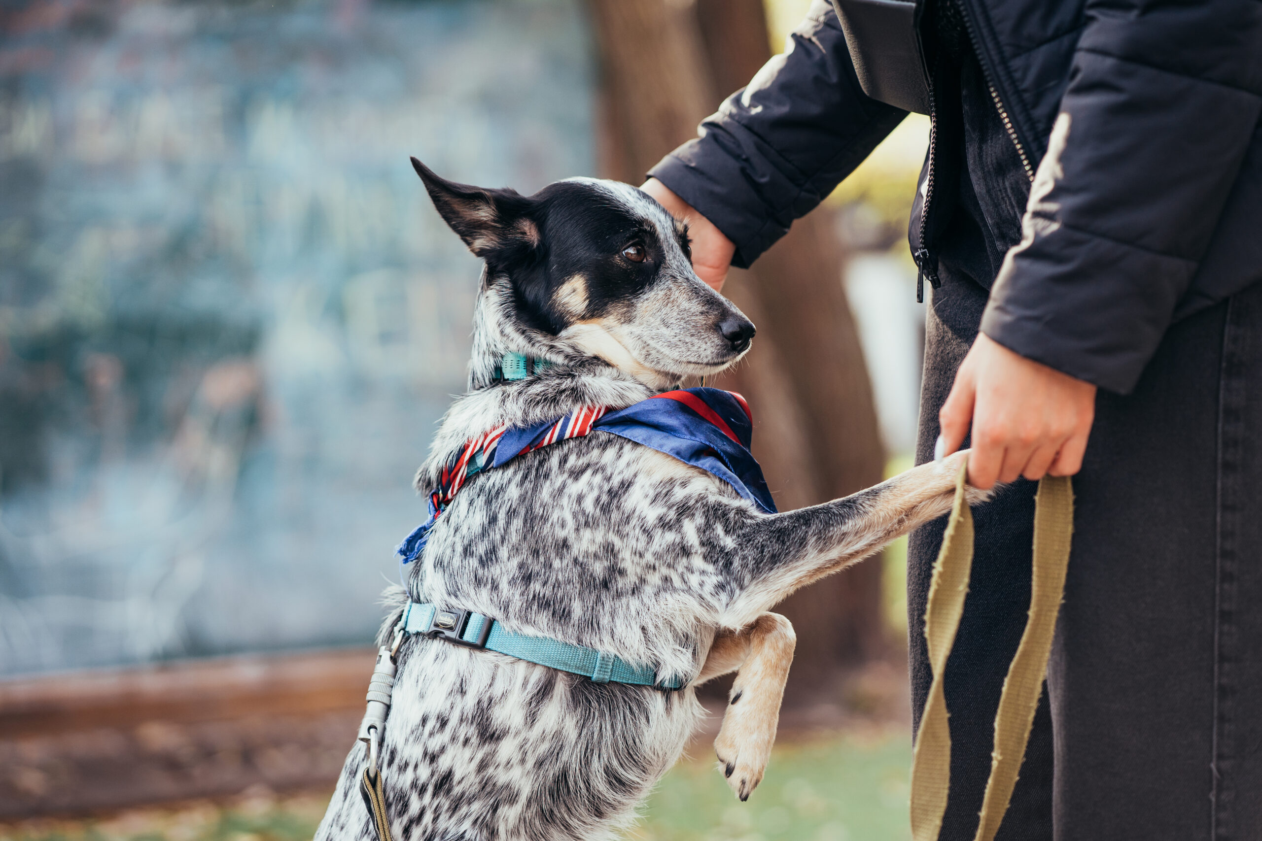 Canine Art and Culture