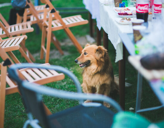 Canine Events and Festivals