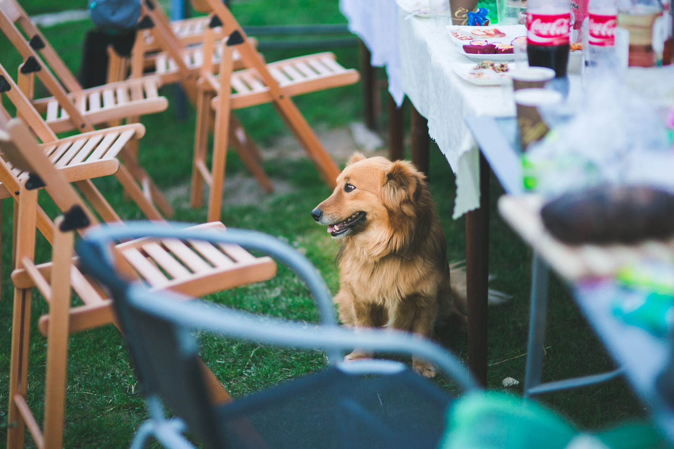 Canine Events and Festivals