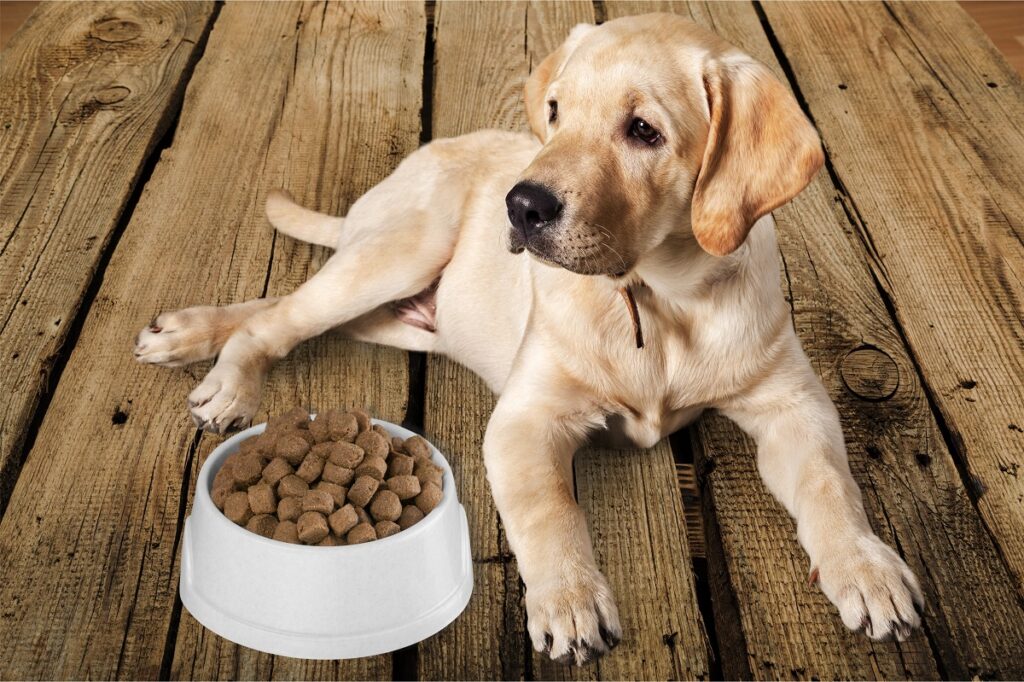 Canine health forward dog food