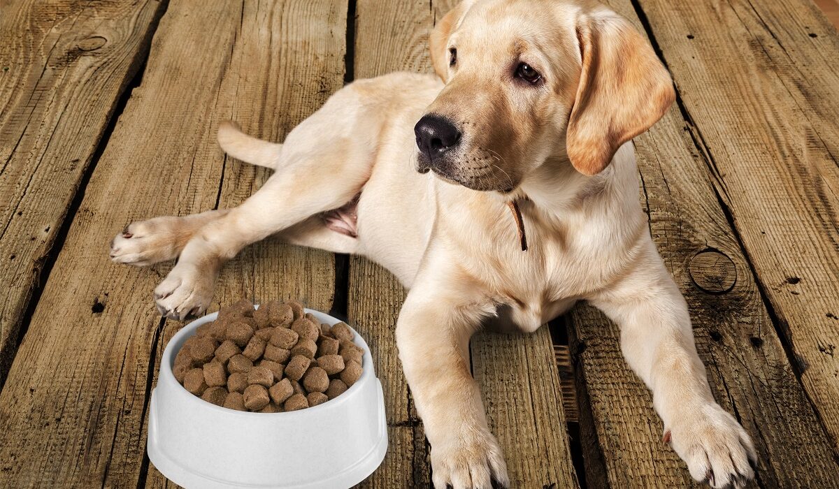 Canine health forward dog food