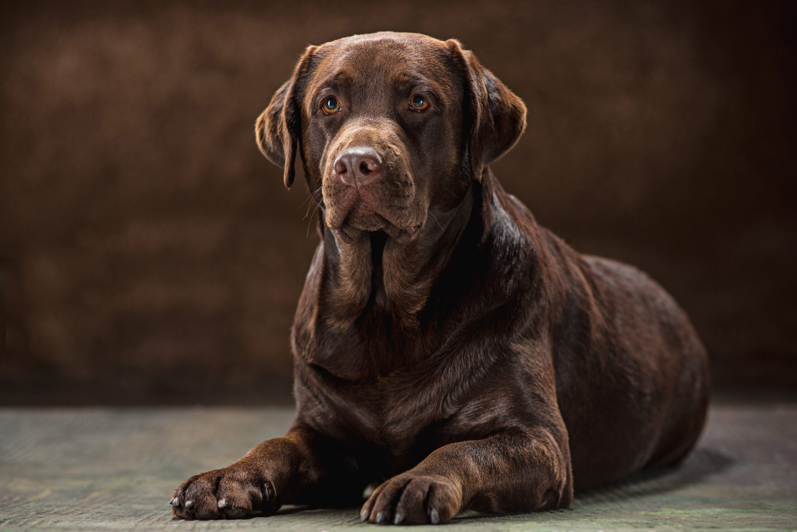 Cane Corso