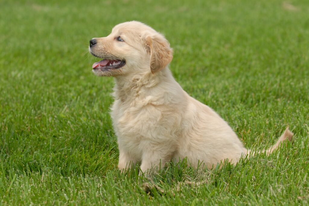 Golden Retriever Dog