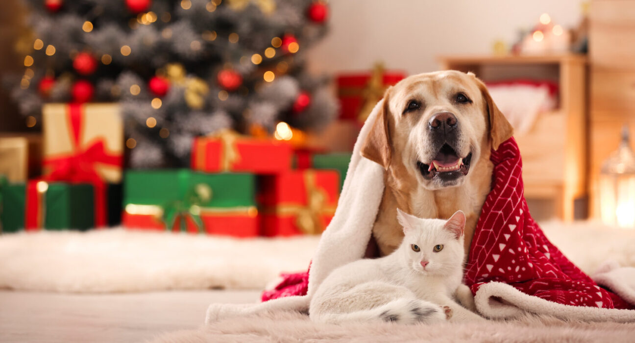 Pet Safety Tips for a Merry Christmas