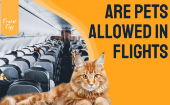 Are Pets Allowed in Flights in the USA