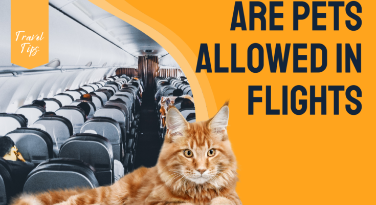 Are Pets Allowed in Flights in the USA